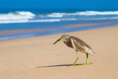Ardeola grisi. Okyanusun kıyısındaki kumsalda vahşi bir kuş