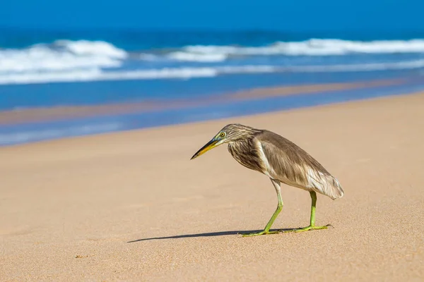 Ardeola Grayii Pájaro Salvaje Playa Junto Océano —  Fotos de Stock