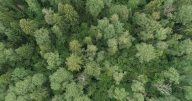 Kış mevsimi karlı orman. Karla kaplı ağaçlar. Donmuş Karlı firavun ve çam ağaçlarının üzerinden uç. Hava aracı görünümü