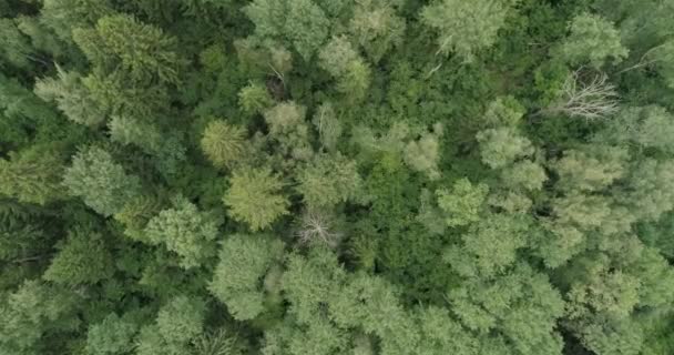 Saison d'hiver forêt enneigée. Arbres recouverts de neige. Survolez les sapins et les pins enneigés congelés. Vue aérienne du drone 