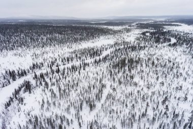 Kuzey Kutup Dairesi 'nin ötesindeki karlı, vahşi kış ormanı. Havadan