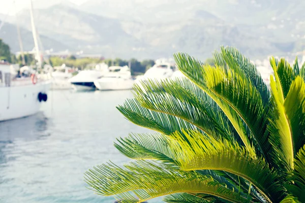 Palm tree and quay for boats  blurred for background — Stock Photo, Image