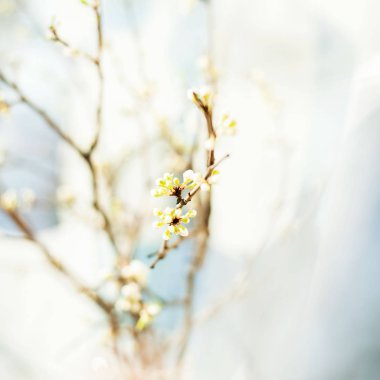 Kiraz ağacından yeşil filizler, mavi dallar 