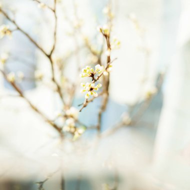 Kiraz ağacından yeşil filizler, mavi dallar 