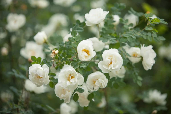 White dog rose flowers — Stock Photo, Image