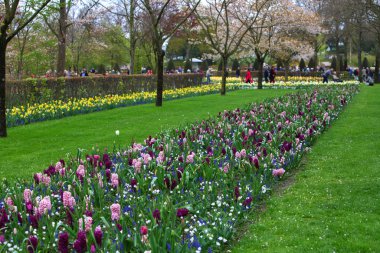 Botanik bahçesindeki tarlada güzel sümbüller ve muskariler.