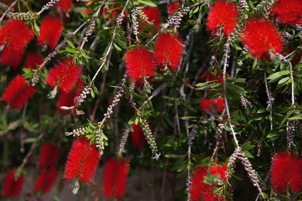 Rode Bloemen Van Crimson Bottle Brush Callistemon Citrinus — Stockfoto