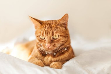 Beyaz yatakta yatan kızıl saçlı bir kedi.