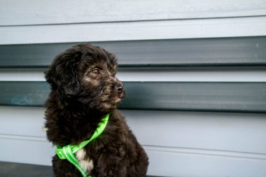Yeşil yakalı siyah köpek yavrusu. Ahşap, mavi bir duvarın arkasında.