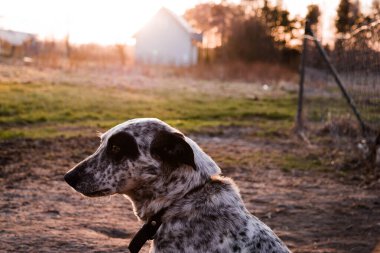 Dalmaçyalı arazide. Gün batımının arkaplanına karşı. Siyah kulaklar ve tasma.