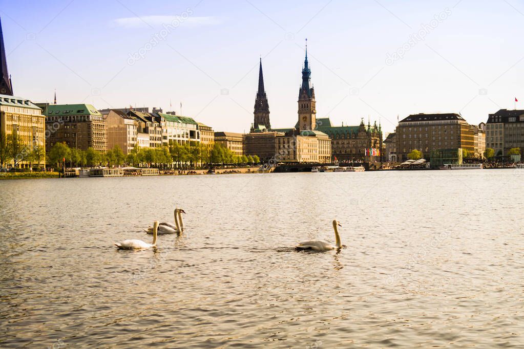 Floating swans on the Alster lake in the center of Hamburg. Sunny day in the middle of the city.
