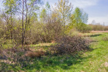 Huş ağacı korusu ve yaprak döken ağaçlar. Kuru çalılar. Bahar bağlantıları. Güneşli bir gün.