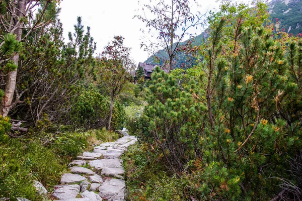 Chemin Dans Les Montagnes Tatra Pin Montagne Journée Ensoleillée Randonnée — Photo