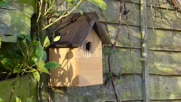 Were to put blue tit boxes — 11
