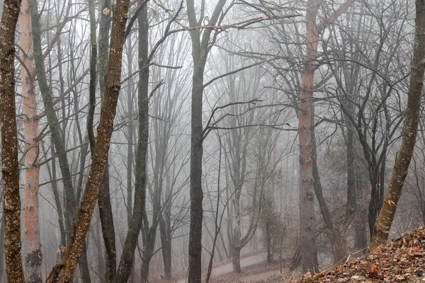 Misty Şehir Parkı için battı