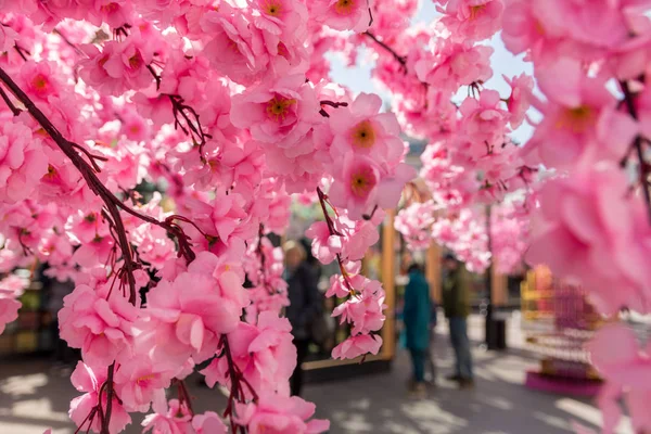 Güzel sakura çiçekleri şehrin sokaklarını süsledi