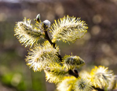 İlkbaharda bitkilerin uyanış