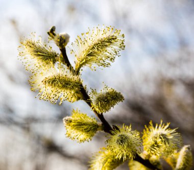 Bahar solndets tarafından ısıttı bitkiler