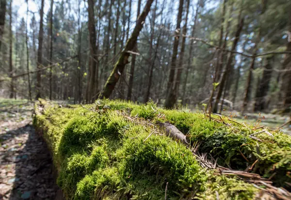 Yosun ve likenler küçük dünya