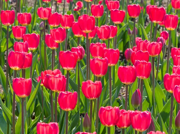 Güneşli bir günde kırmızı lale çiçek