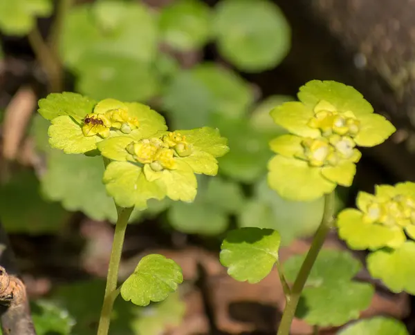 Karınca tatlı çiçek nektarı üzerinde regales