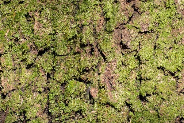 Bir yosun büyüdü yaşlı bir ağaç gövdesine