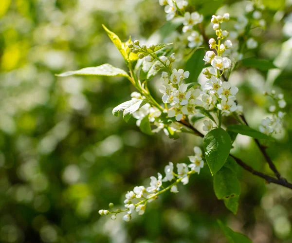 Bir bahçede meyve ağaçlarının çiçek açması