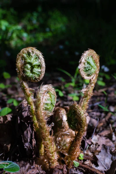 Genç eğreltiotu yaprakları çözülür