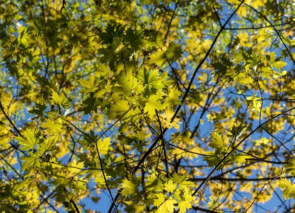 Sabah ışığında akçaağaç yaprakları