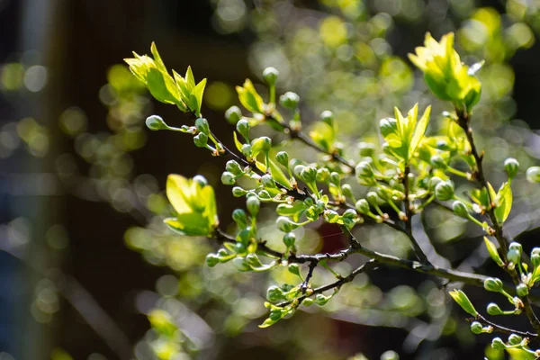 Bahar orman ile taze yeşillik giyinmişti
