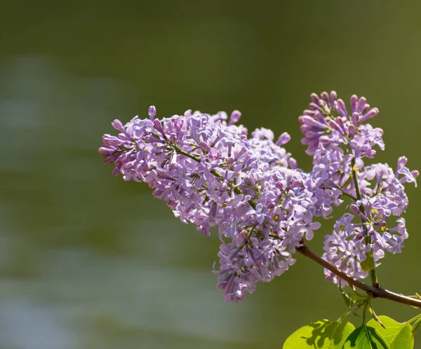 Lila çiçek narin kokusu