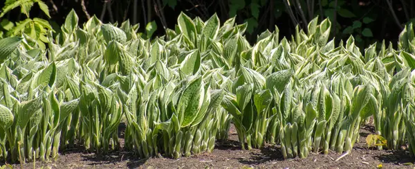 Çalılardan dekoratif eskrim ev sahibi