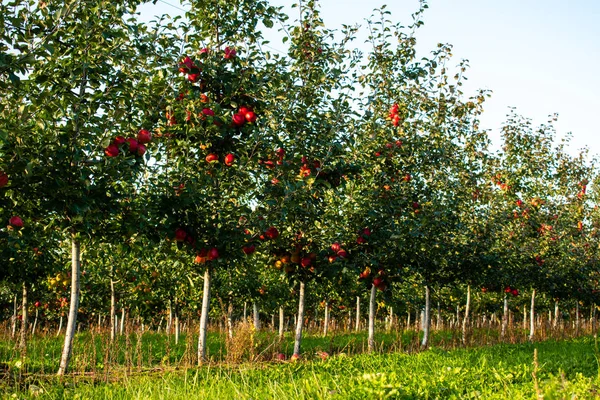 Jabloně Rostou Řadě Zralá Červená Jablka Bílá Apple Kmeny Dobré — Stock fotografie