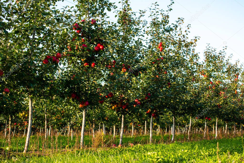 Apple trees grow in a row, ripe red apples on them, white Apple trunks, good Sunny weather
