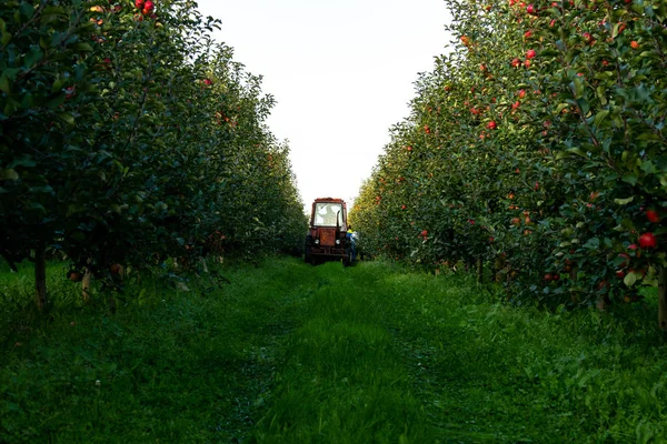 Harvesting apples in the apple orchard on the tractor