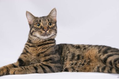 Tekir kedi beyaz arka planda yatar ve kameraya bakar.