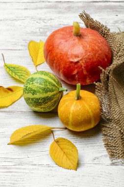 Sonbaharda hasat kabaklar