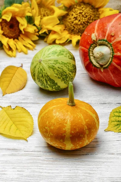 Herfst oogst pompoenen — Stockfoto