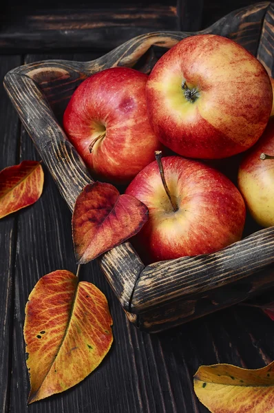 Корзина осенних яблок — стоковое фото