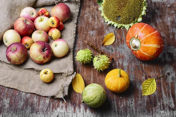 Bodegón con mini calabazas —  Fotos de Stock