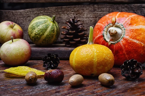 Still life with mini pumpkins — Stock Photo, Image