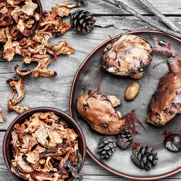 Colheita de cogumelos de outono — Fotografia de Stock