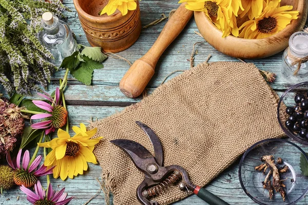 Geneeskrachtige kruiden en planten — Stockfoto