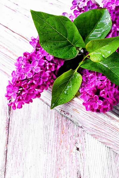 Branch with spring lilac — Stock Photo, Image