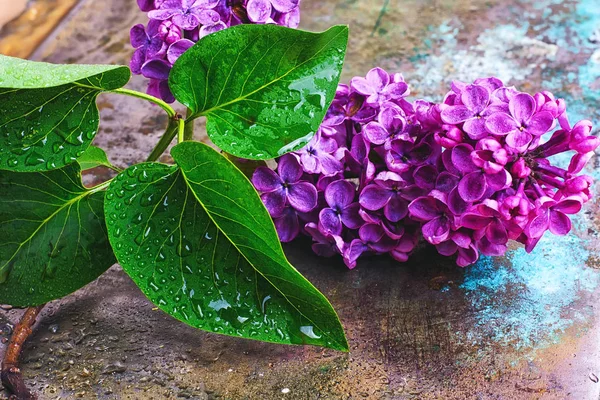 Branch with spring lilac — Stock Photo, Image