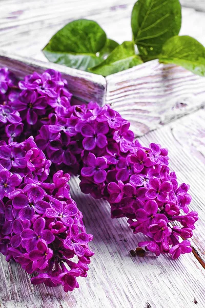 Branch with spring lilac — Stock Photo, Image