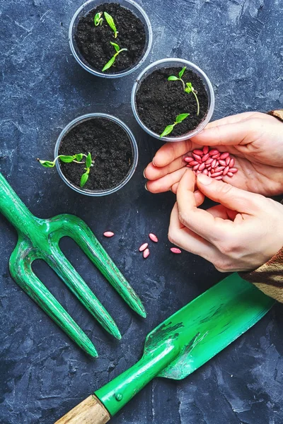 Preparation of seedlings in the spring — Stock Photo, Image