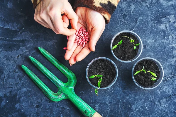 Hände mit Samen Frühlingspflanzen — Stockfoto