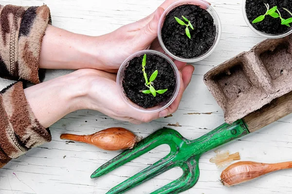 Hands with spring plants — Stock Photo, Image