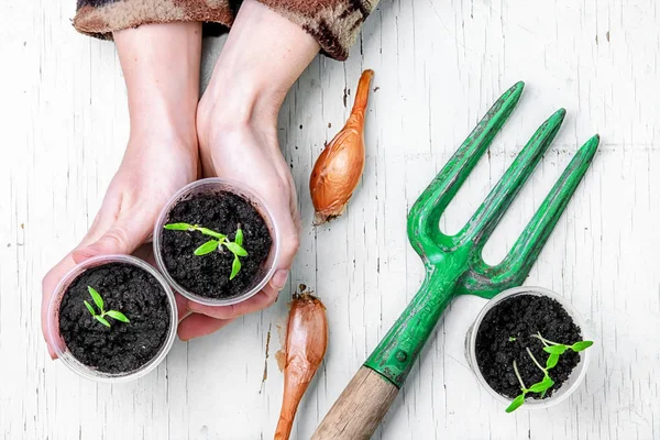 Hands with spring plants — Stock Photo, Image